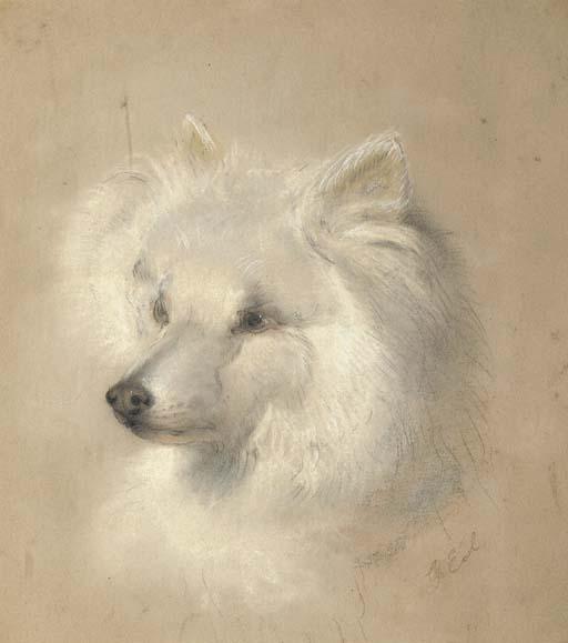 George Earl - Lady Jane, a pomeranian
