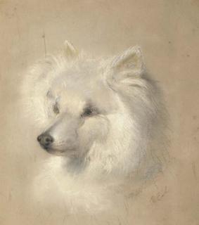 George Earl - Lady Jane, a pomeranian