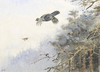 George Edward Lodge - A cock and hen capercaillie flying from a pine forest