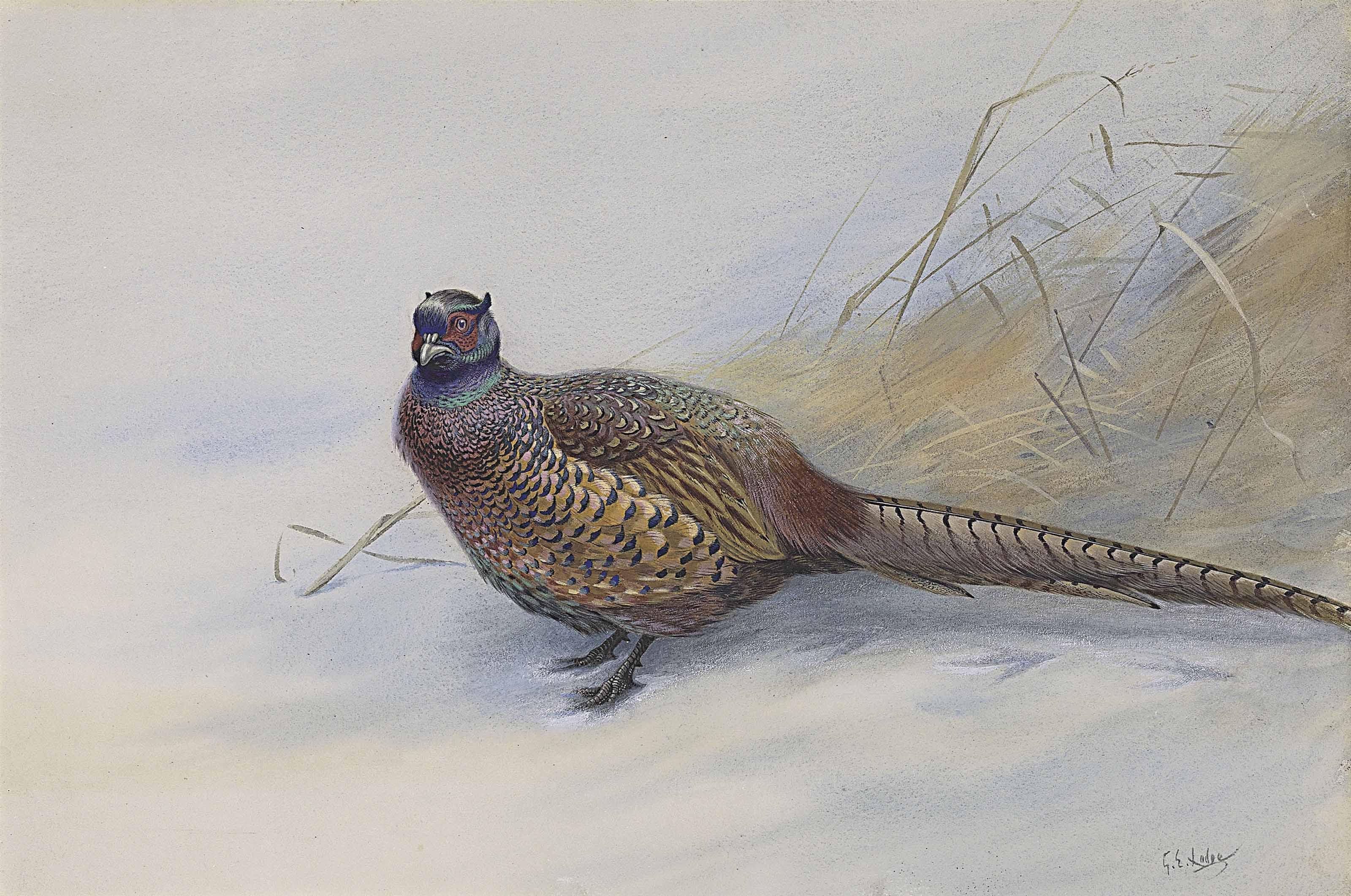 George Edward Lodge - A Cock Pheasant In Snow
