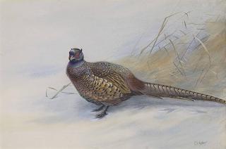 George Edward Lodge - A Cock Pheasant In Snow