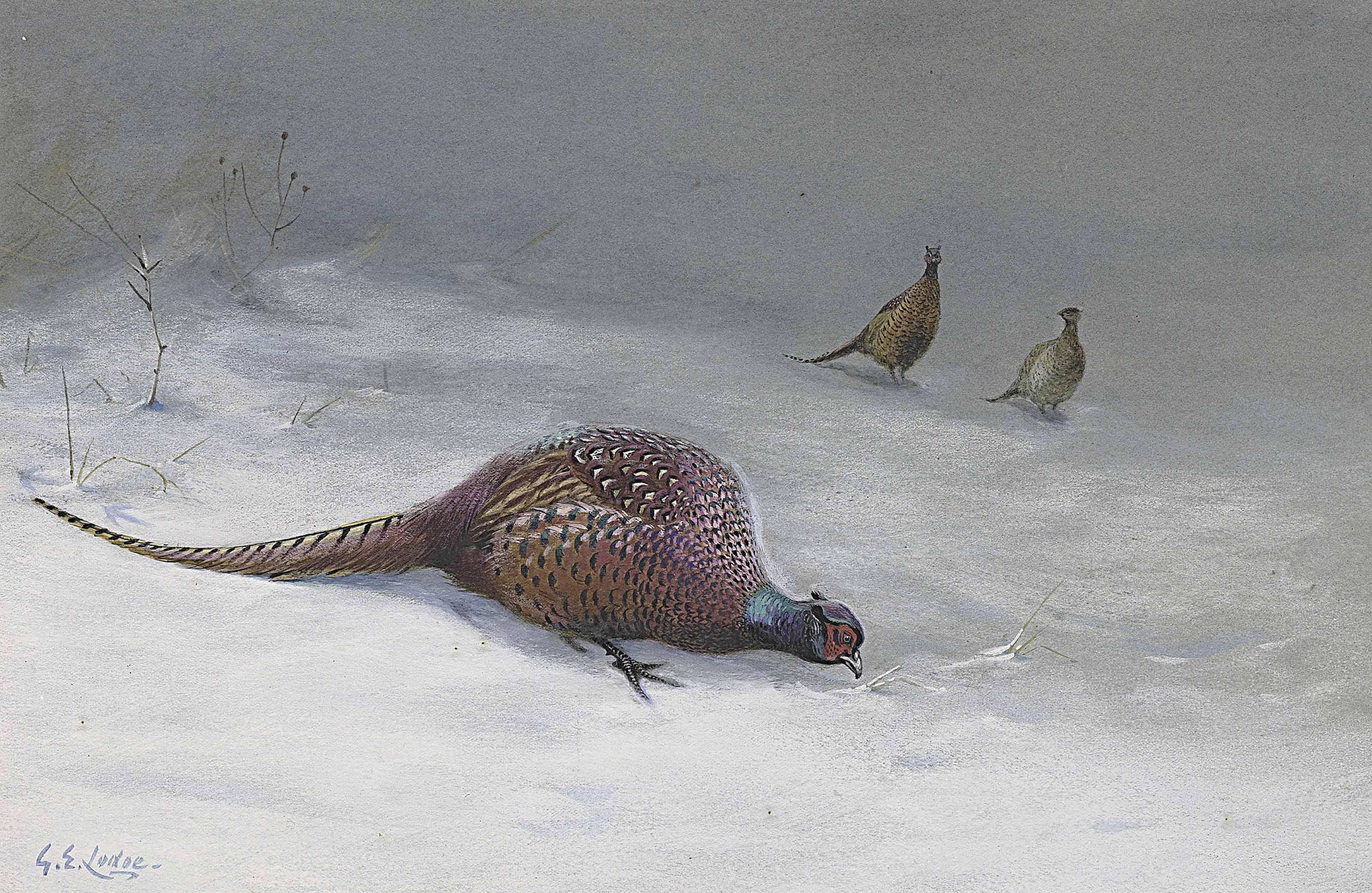 George Edward Lodge - A Cock Pheasant In The Snow, A Cock And Hen Pheasant Beyond