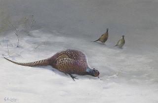 George Edward Lodge - A Cock Pheasant In The Snow, A Cock And Hen Pheasant Beyond