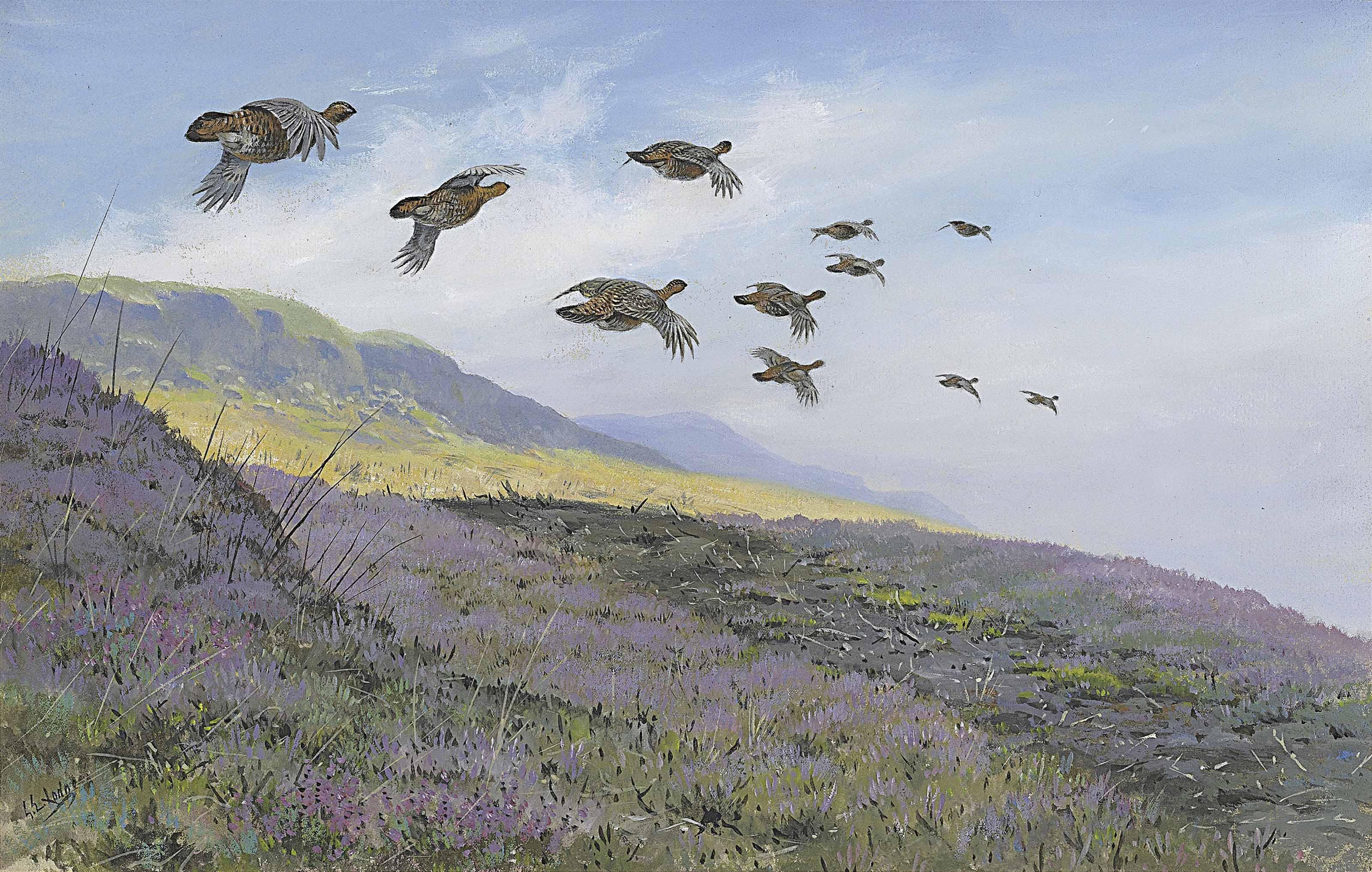 George Edward Lodge - A Covey Of Red Grouse Flighting Over Heather