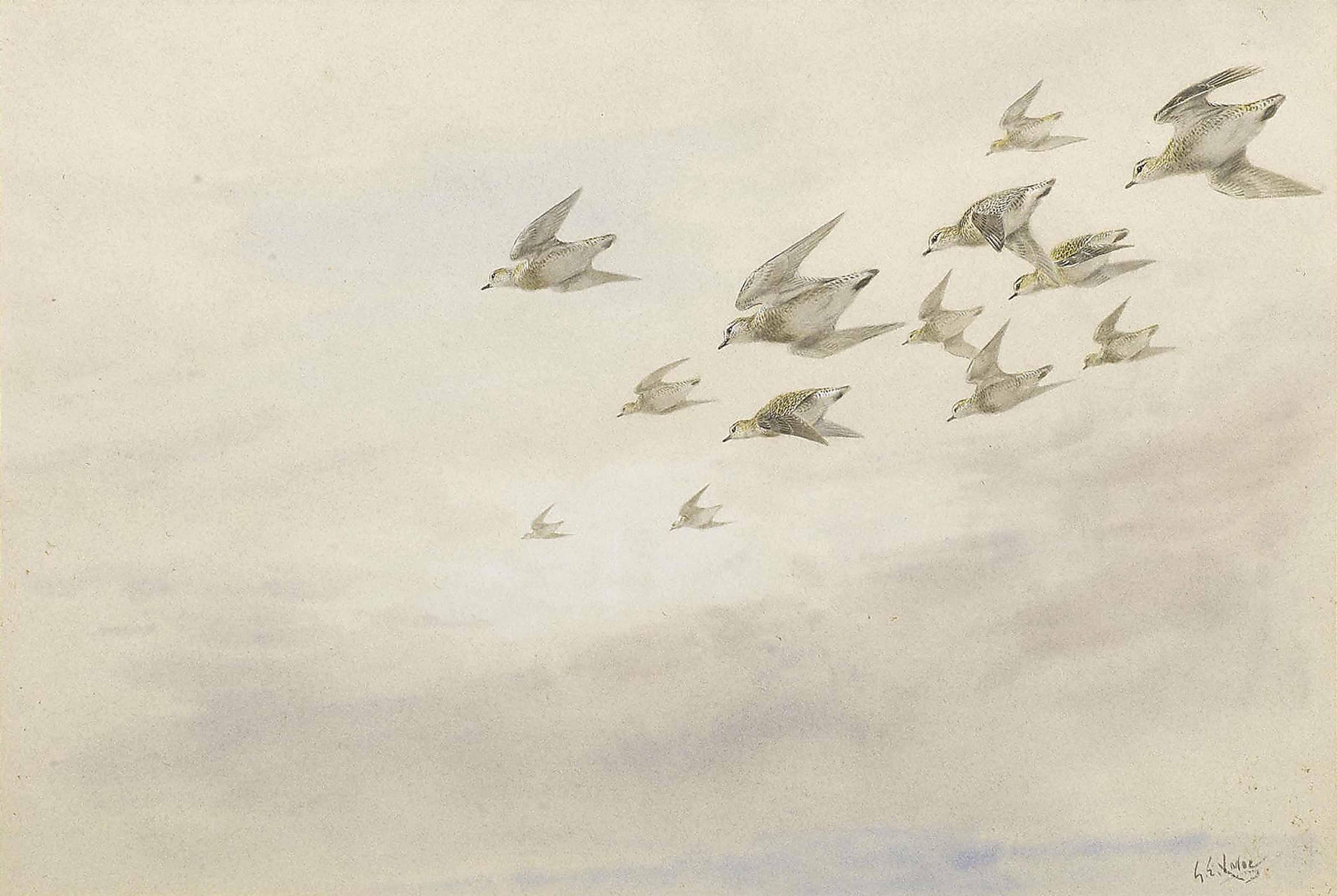 George Edward Lodge - A flock of golden plover in flight