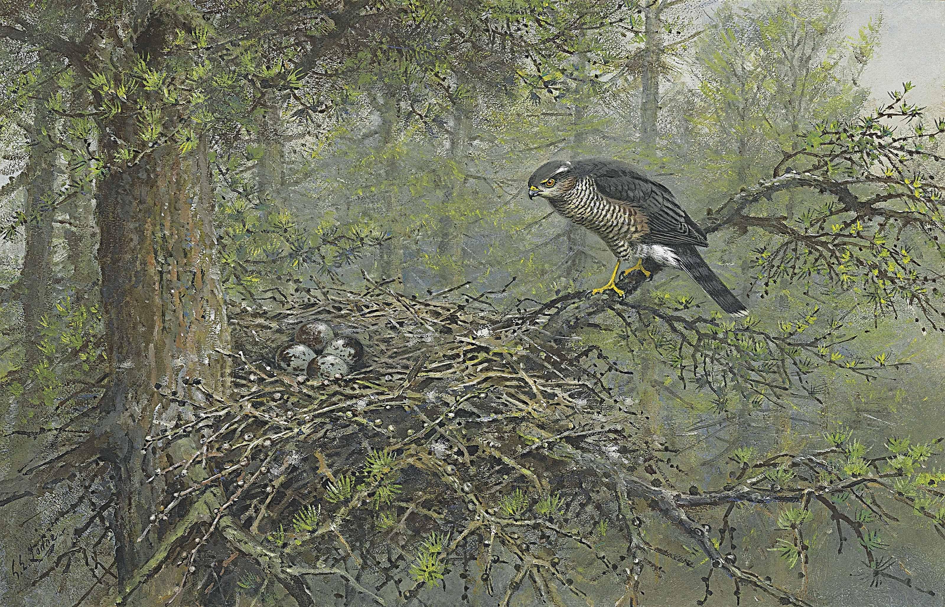 George Edward Lodge - A Hen Sparrow-Hawk At Her Nest
