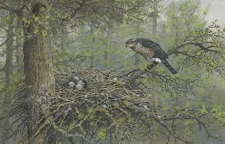 George Edward Lodge - A Hen Sparrow-Hawk At Her Nest