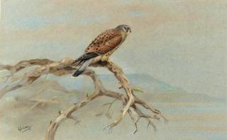 George Edward Lodge - A Kestrel On A Branch