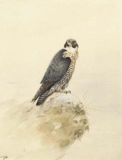 George Edward Lodge - A kestrel on a rock
