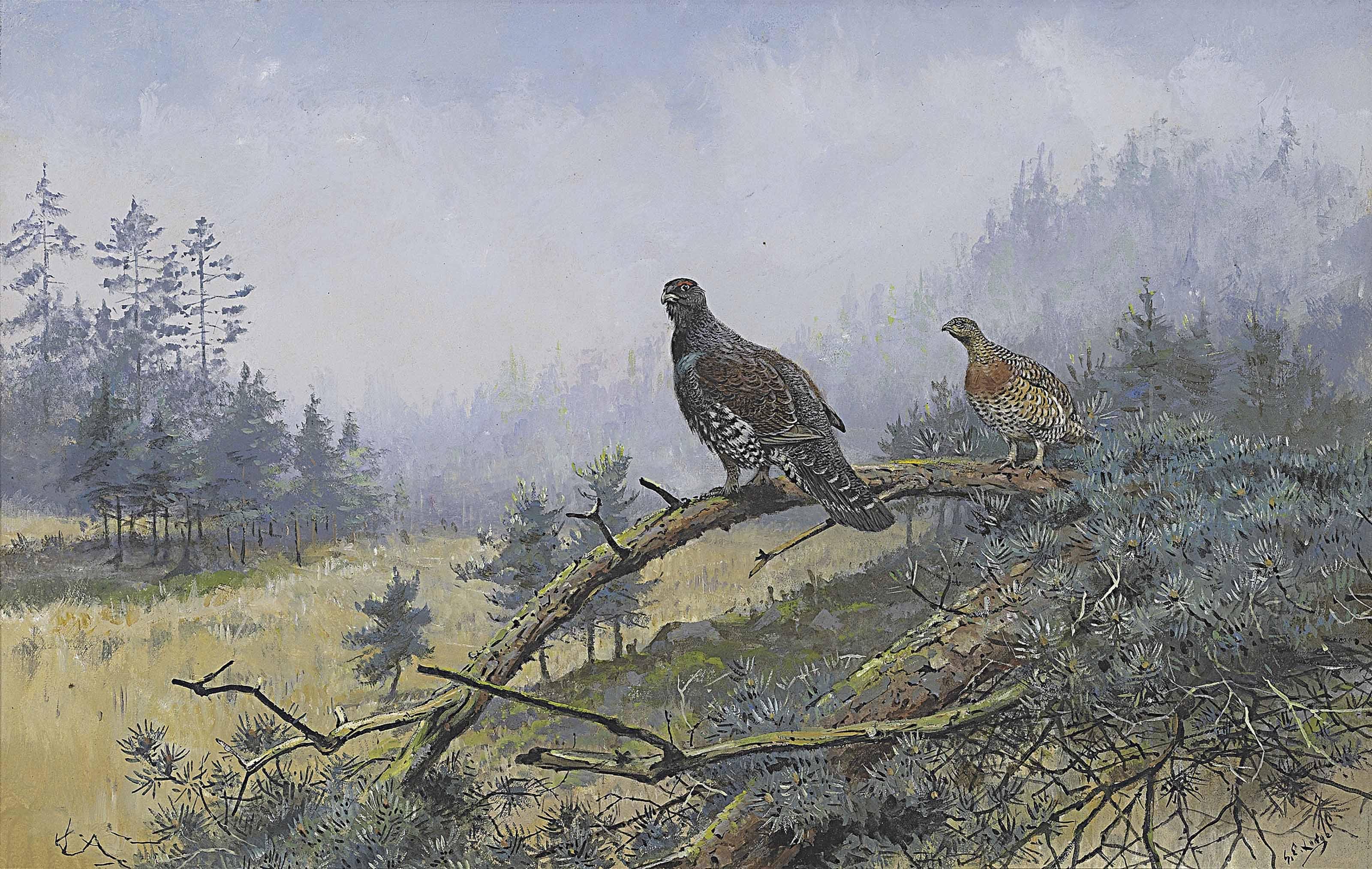 George Edward Lodge - A Pair Of Capercaillie Perched On The Bough Of A Fallen Pine