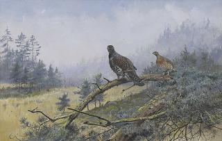 George Edward Lodge - A Pair Of Capercaillie Perched On The Bough Of A Fallen Pine