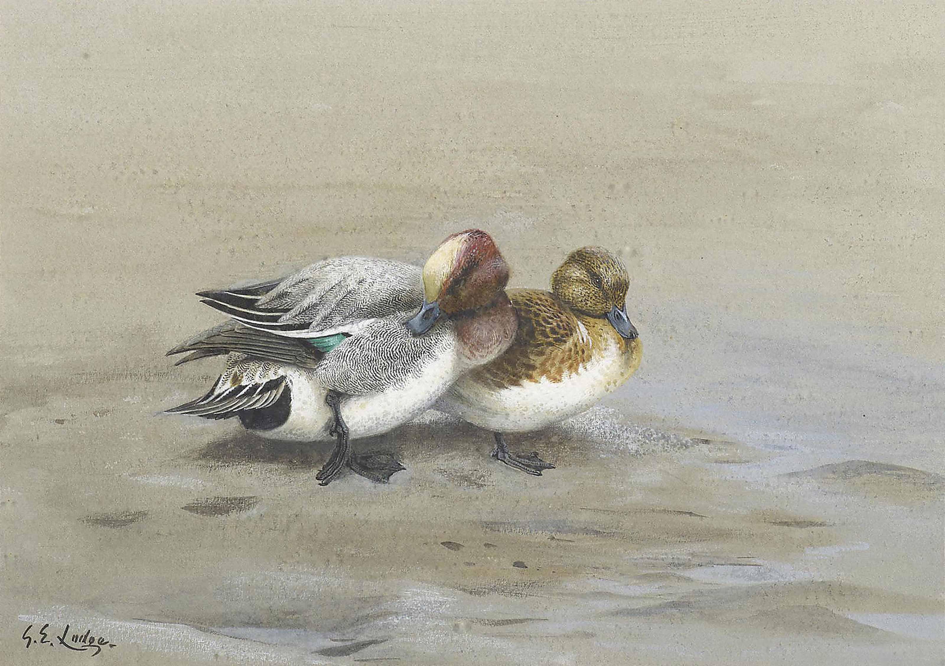 George Edward Lodge - A widgeon drake and duck on an islet at low tide