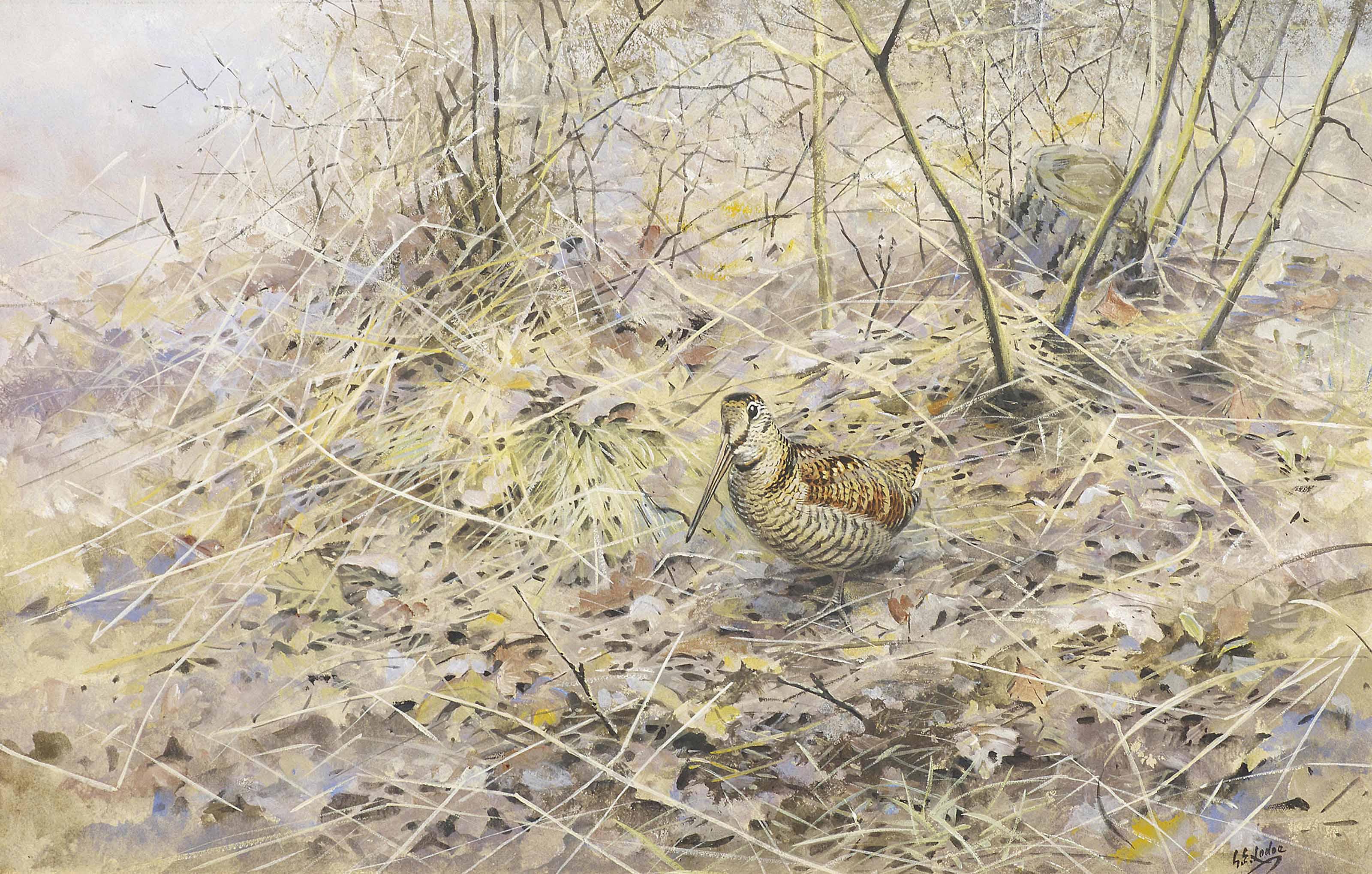 George Edward Lodge - A woodcock amongst oak leaves