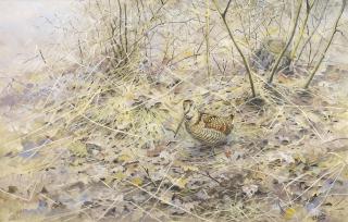 George Edward Lodge - A woodcock amongst oak leaves