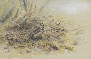 George Edward Lodge - A Woodcock On Oak Leaves