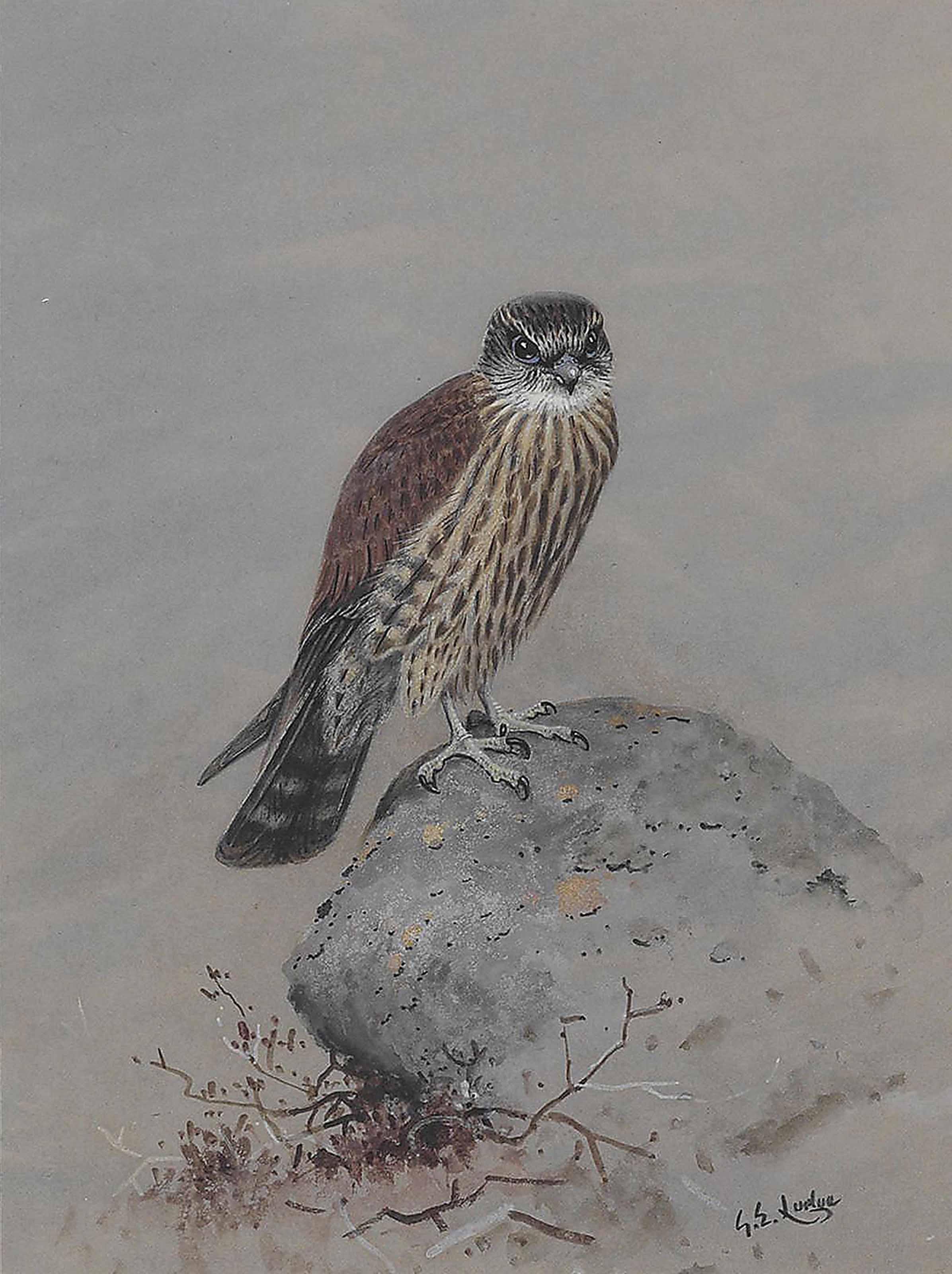 George Edward Lodge - A young female merlin