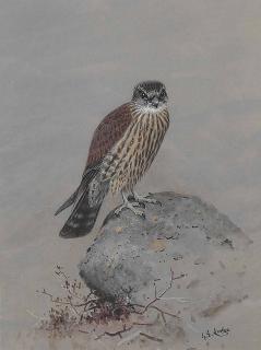George Edward Lodge - A young female merlin