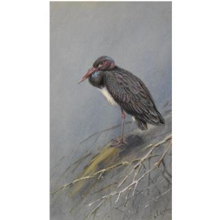 George Edward Lodge - British A Set Of Eight Illustrations Of Herons And Storks