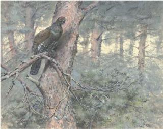 George Edward Lodge - Capercaillie, on Scots Pine