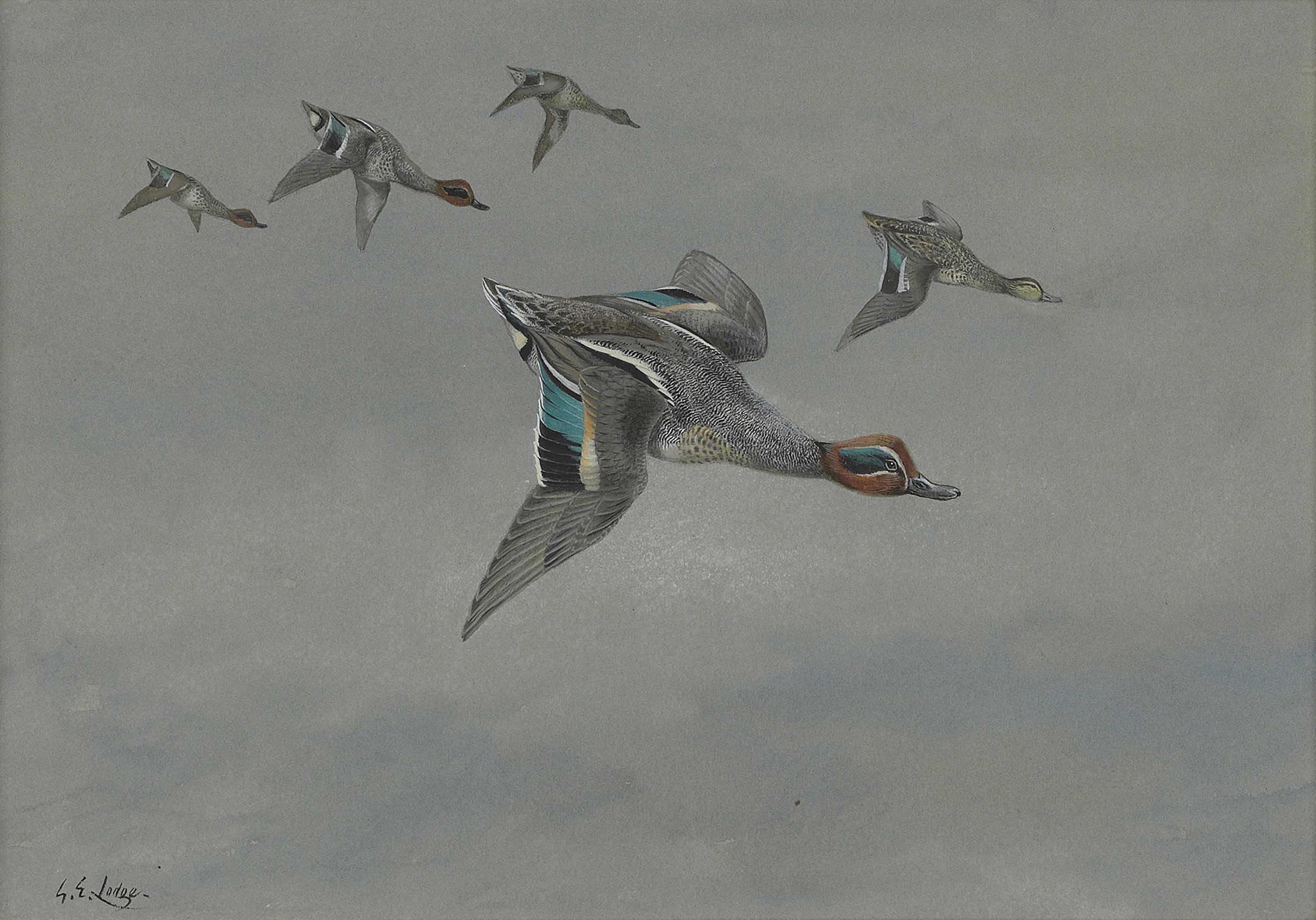 George Edward Lodge - Five teal flighting