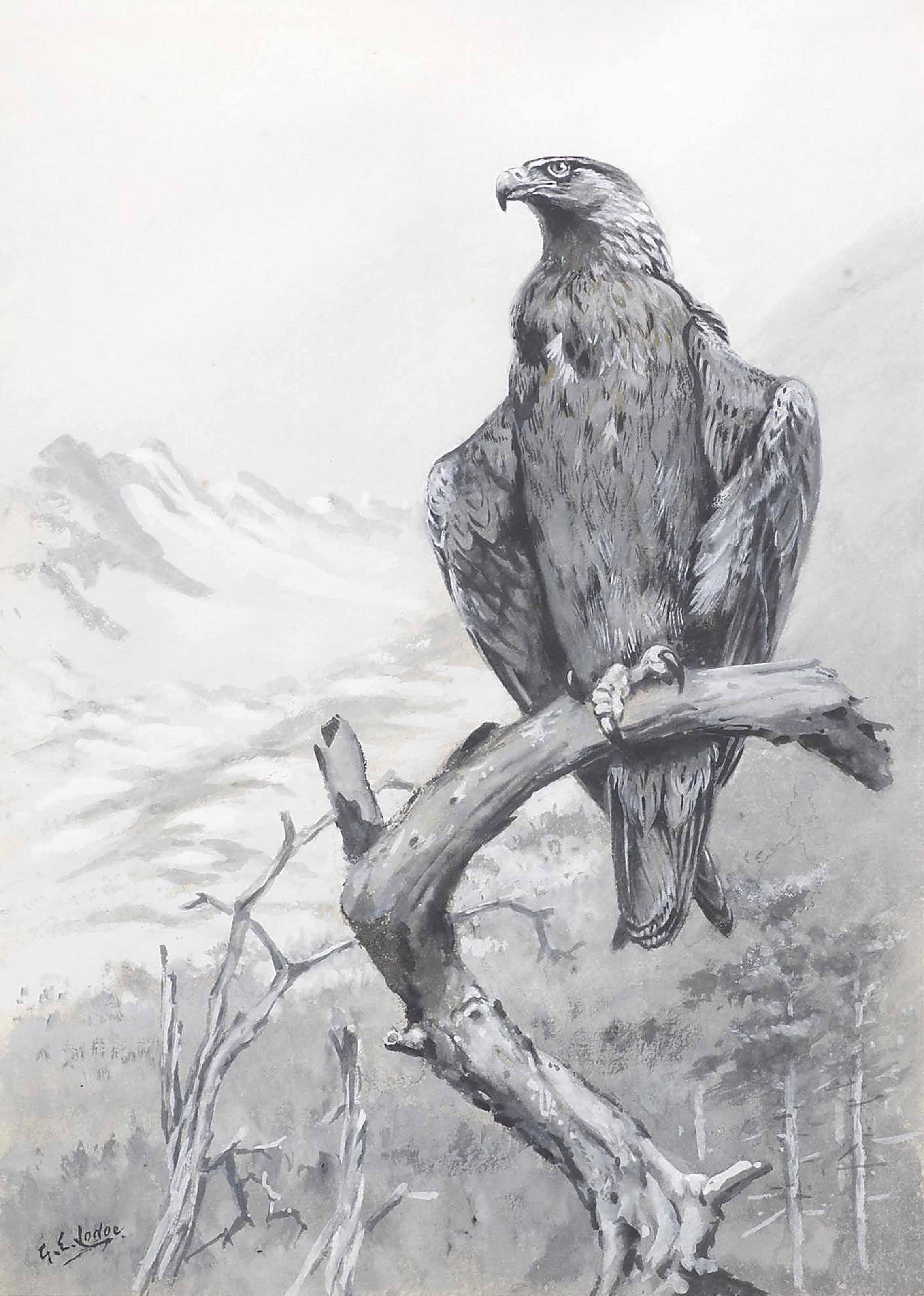 George Edward Lodge - Golden eagle on a branch