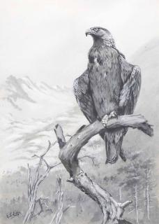 George Edward Lodge - Golden eagle on a branch