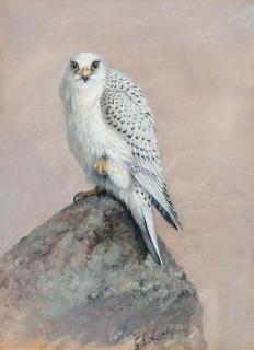 George Edward Lodge - Greenland gyr falcon