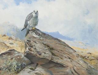 George Edward Lodge - Gyr Falcon on a rocky outcrop