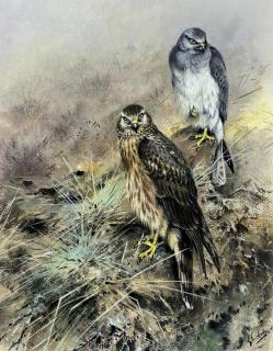 George Edward Lodge - Hen harrier