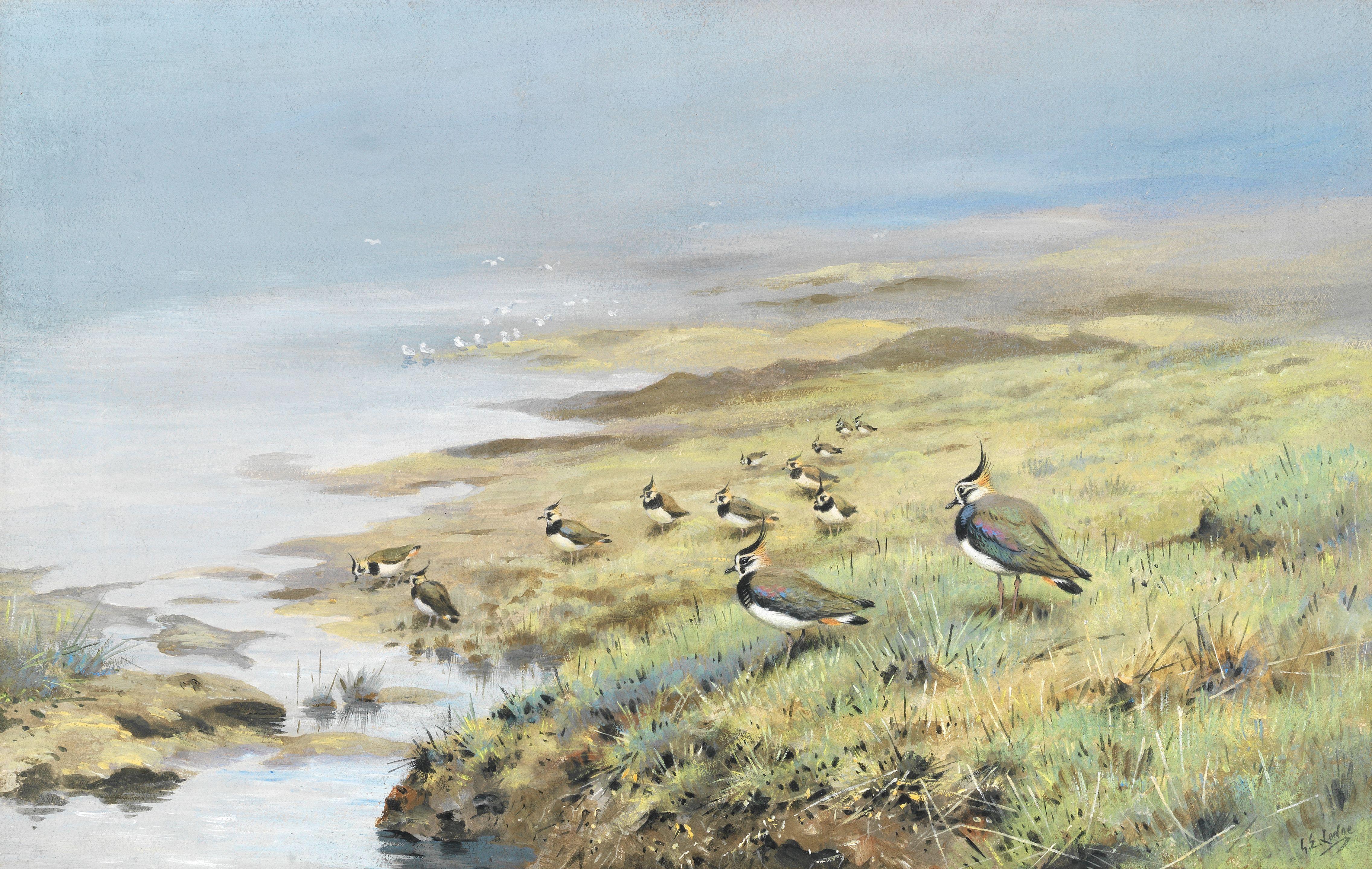 George Edward Lodge - Lapwing On A Marsh