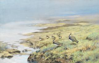 George Edward Lodge - Lapwing On A Marsh