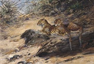 George Edward Lodge - Leopards In The Shade