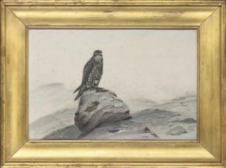 George Edward Lodge - Peregrine falcon on a rocky outcrop