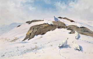 George Edward Lodge - Ptarmigan In The Snow