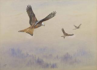 George Edward Lodge - Red Kites