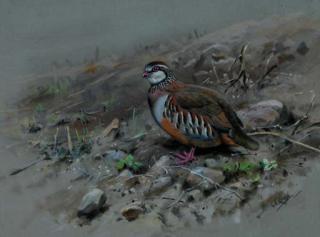 George Edward Lodge - Red-legged Partridge