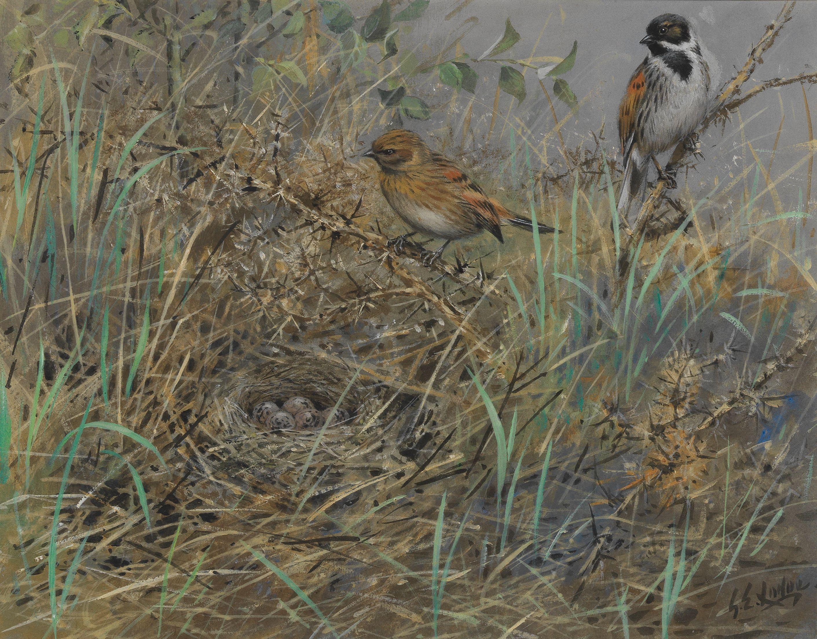 George Edward Lodge - Reed buntings nesting