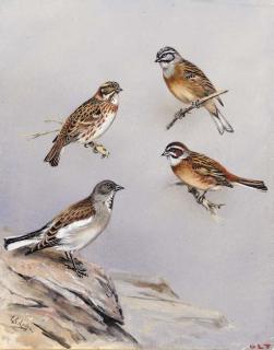 George Edward Lodge - Studies of birds including Rustic bunting, Snow finch and Rock bunting