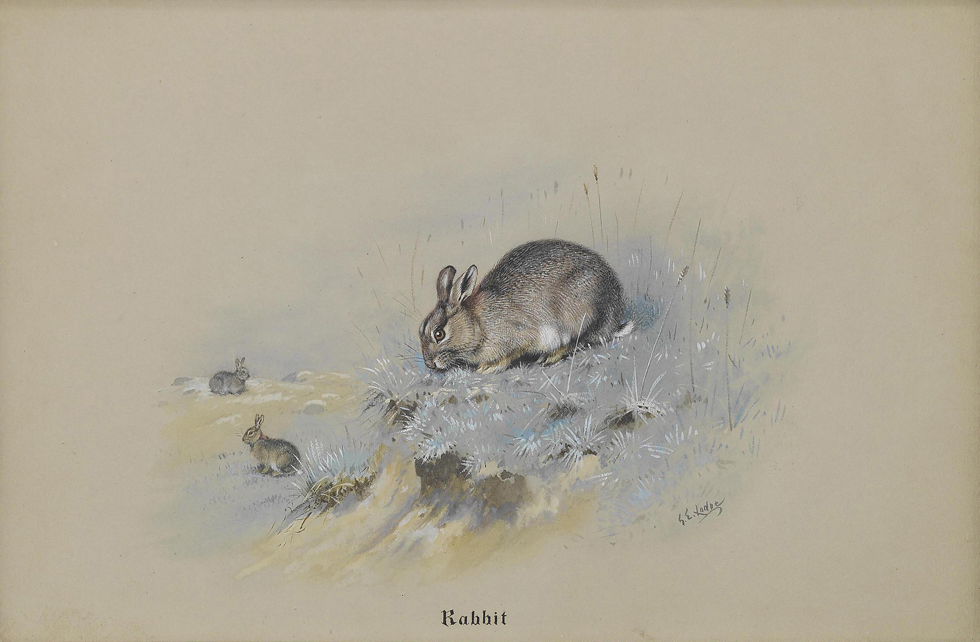 George Edward Lodge - Study of rabbits; and Study of a blue hare