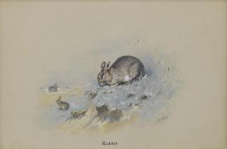 George Edward Lodge - Study of rabbits; and Study of a blue hare
