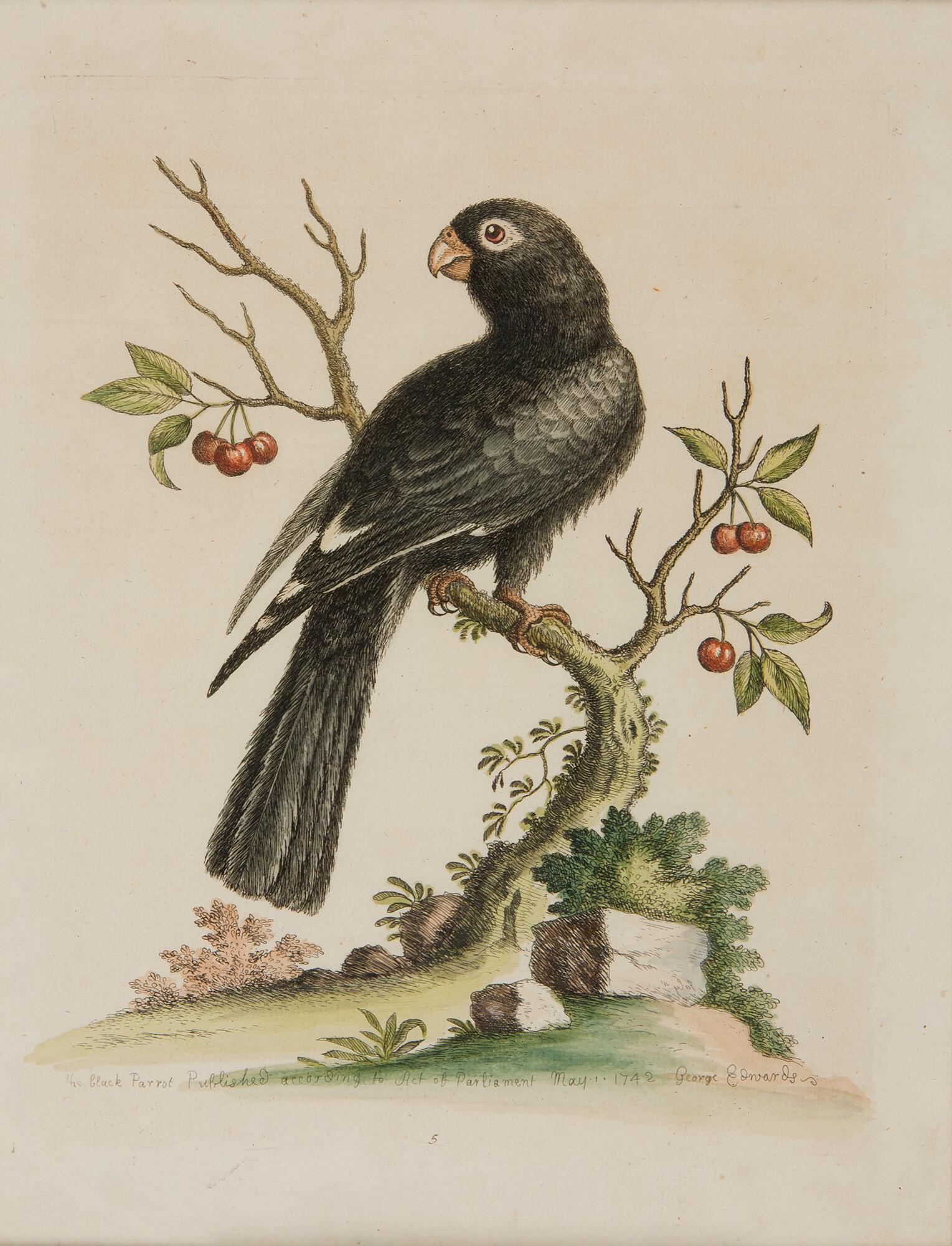 George Edwards - 3 Bll.: Papageien.