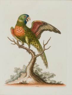 George Edwards - 3 Bll.: Papageien.