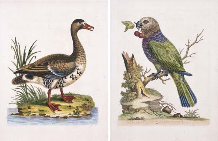 George Edwards - A Natural History of Uncommon Birds, And Some Other Rare And Undescribed Animals\', Quadrupeds, Fishes, Insects &C.\' Including \