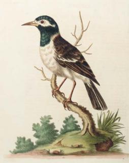George Edwards - A Natural History of Uncommon Birds: Eight Plates