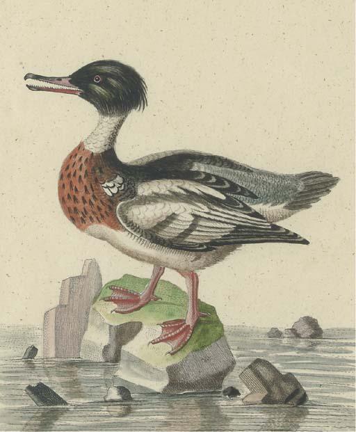 George Edwards - A Natural History of Uncommon Birds: Five Plates