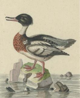 George Edwards - A Natural History of Uncommon Birds: Five Plates