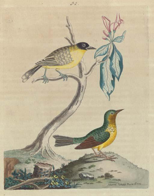 George Edwards - A Natural History of Uncommon Birds: Four Plates