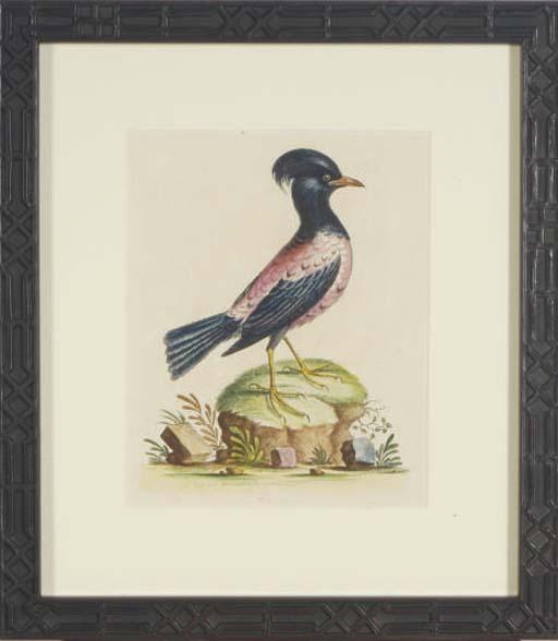 George Edwards - A Natural History of Uncommon Birds: Six Plates