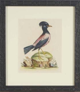 George Edwards - A Natural History of Uncommon Birds: Six Plates
