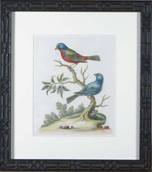 George Edwards - A Natural History of Uncommon Birds: Six Plates